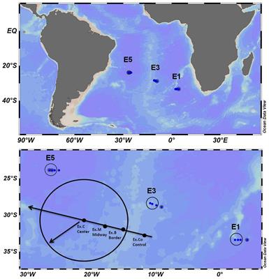 Is Oligotrophy an Equalizing Factor Driving Microplankton Species Functional Diversity Within Agulhas Rings?